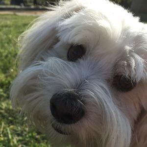 Meet your Posher, Petey